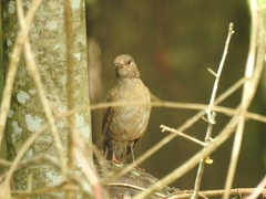 Turdus leucomelas