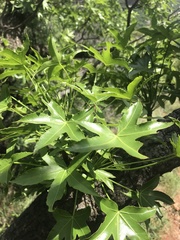 Cussonia natalensis