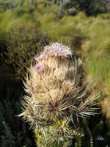 Carduus keniensis image