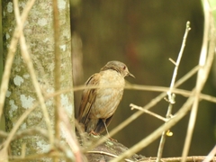 Turdus leucomelas