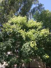 Koelreuteria paniculata