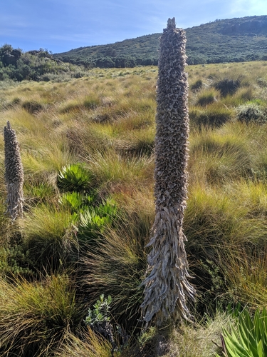 Lobelia deckenii image