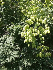Koelreuteria paniculata