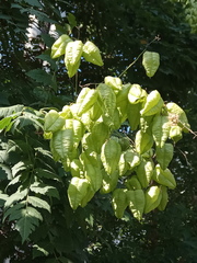 Koelreuteria paniculata