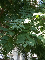 Koelreuteria paniculata