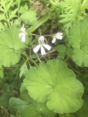 Pelargonium odoratissimum