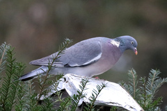 Columba palumbus