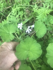 Pelargonium odoratissimum