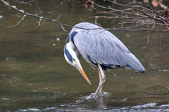 Ardea cinerea