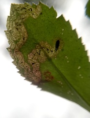 Phytomyza crassiseta