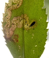 Phytomyza crassiseta