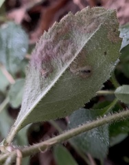 Phytomyza crassiseta