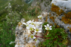Saxifraga fragilis