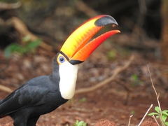 Ramphastos toco