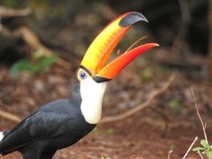 Ramphastos toco