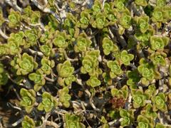 Aeonium lindleyi subsp. lindleyi image