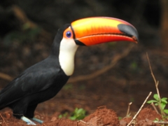 Ramphastos toco