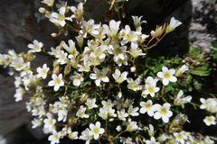 Saxifraga cuneata