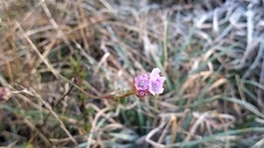 Armeria langei