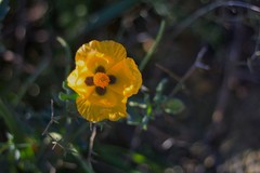 Glaucium flavum