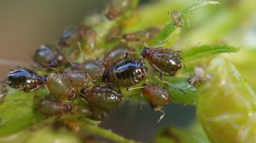Aphid