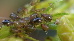 Brachycaudus prunicola