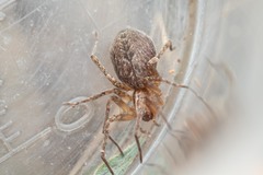 Anyphaena alboirrorata