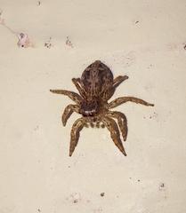 Salticidae