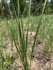 Carex siccata