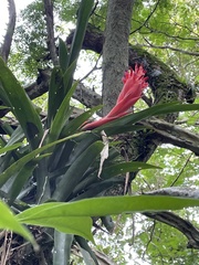 Billbergia pyramidalis