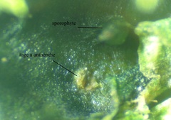 Phaeoceros carolinianus