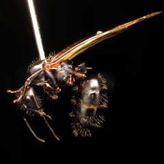 Camponotus