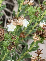 Lobostemon capitatus