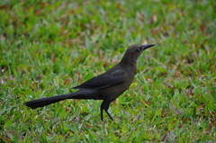 Quiscalus mexicanus