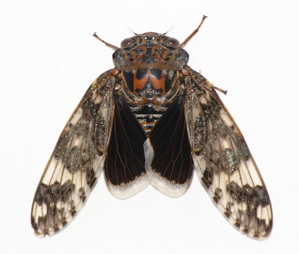 Kaempfer Cicada