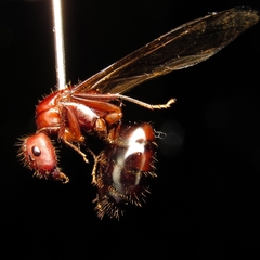 Camponotus