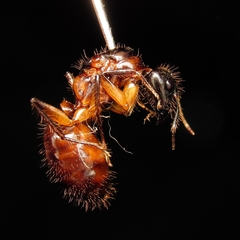 Camponotus