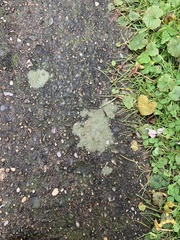 Protoblastenia rupestris