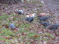 Columba livia domestica