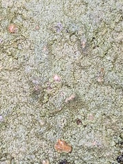 Protoblastenia rupestris