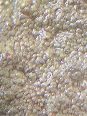 Protoblastenia rupestris