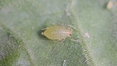Myzus persicae