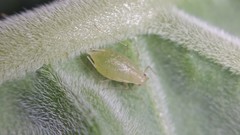 Myzus persicae