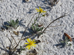 Chrysopsis gossypina