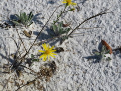Chrysopsis gossypina