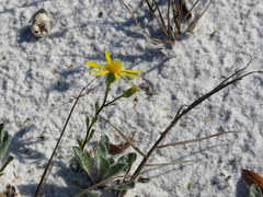 Chrysopsis gossypina