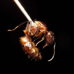 Camponotus