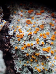 Brigantiaea leucoxantha