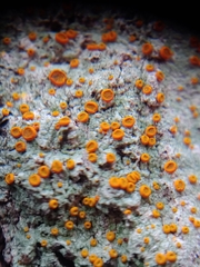 Brigantiaea leucoxantha