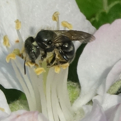 Osmia